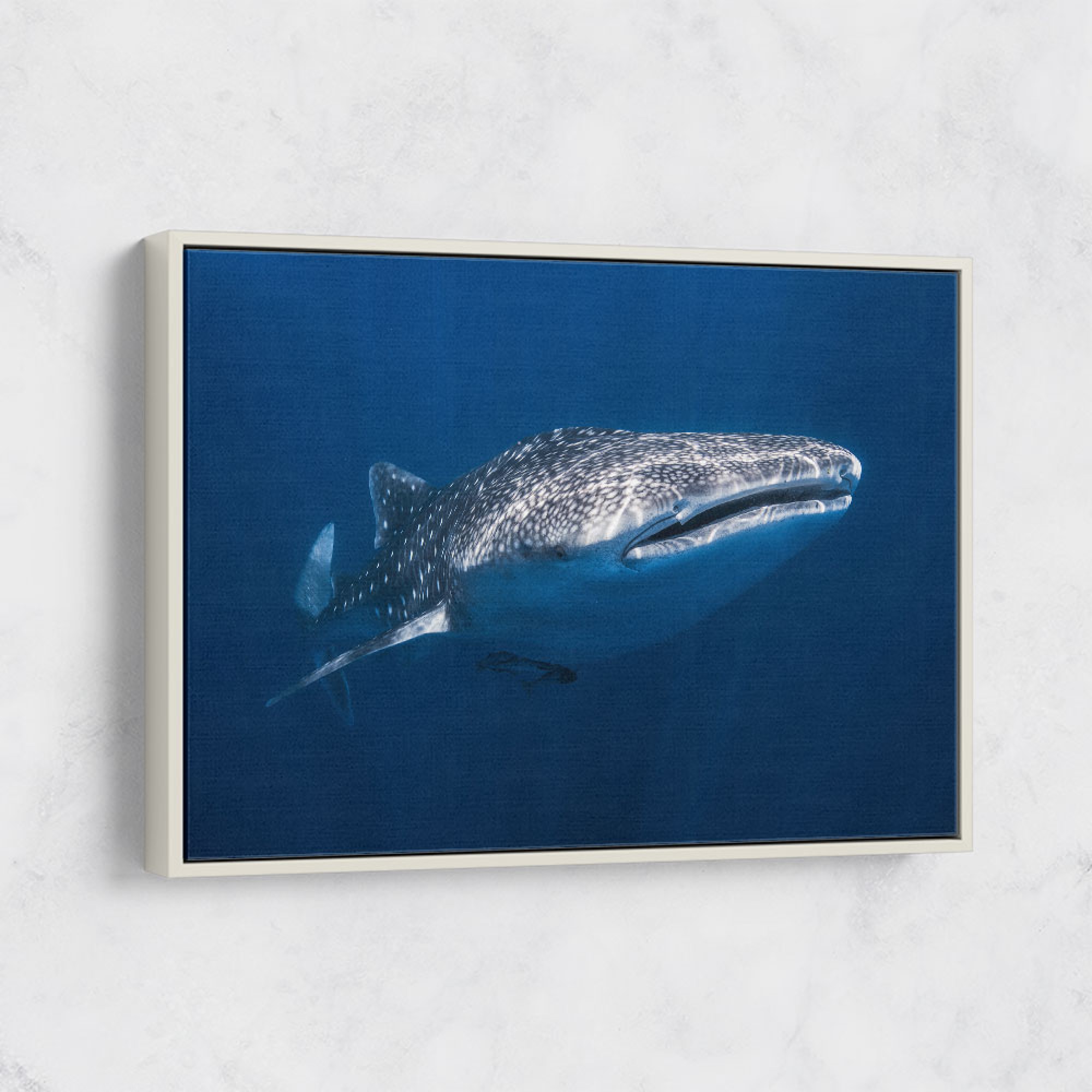 Whale Shark Wall Art — free download